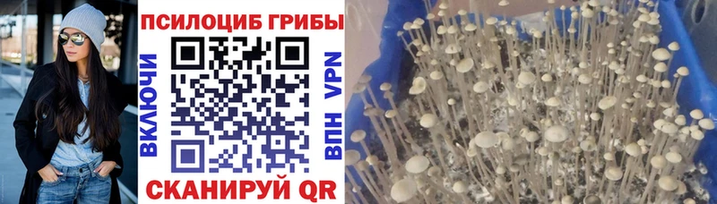 как найти закладки Ливны Псилоцибиновые грибы ЛСД